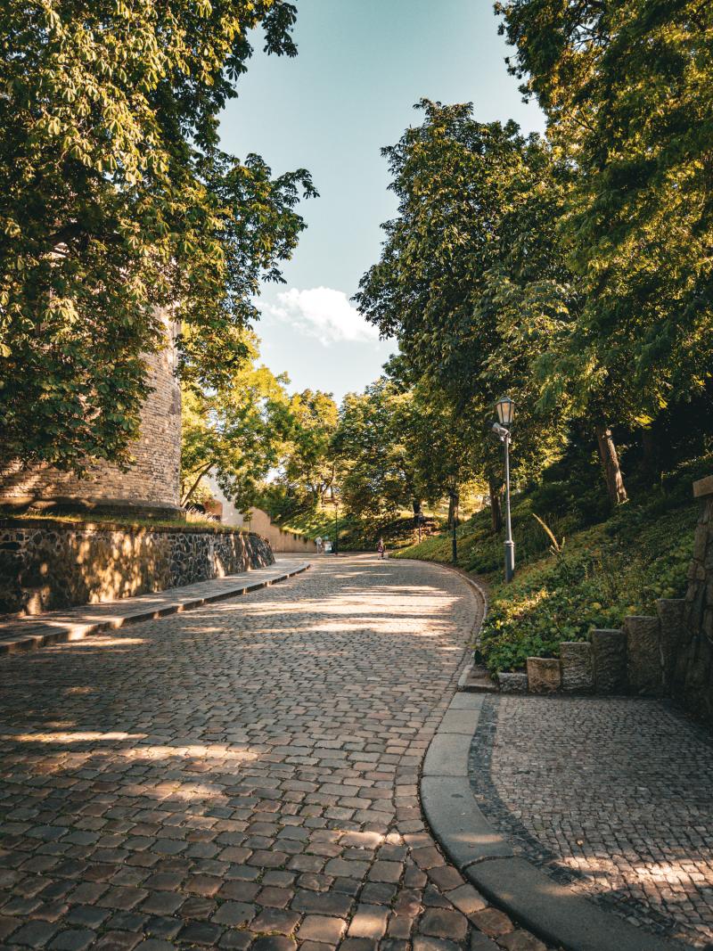 Cobblestone path amidst greenery