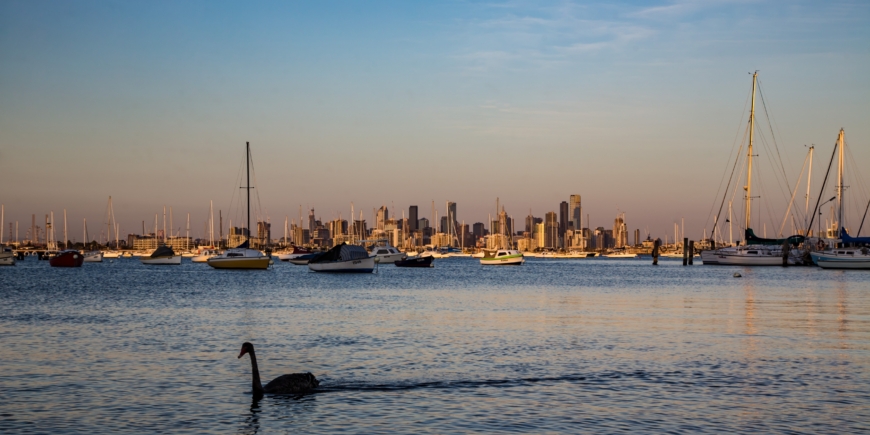 Swanning about in Williamstown