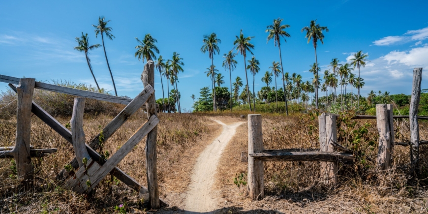 Walkway to the palms