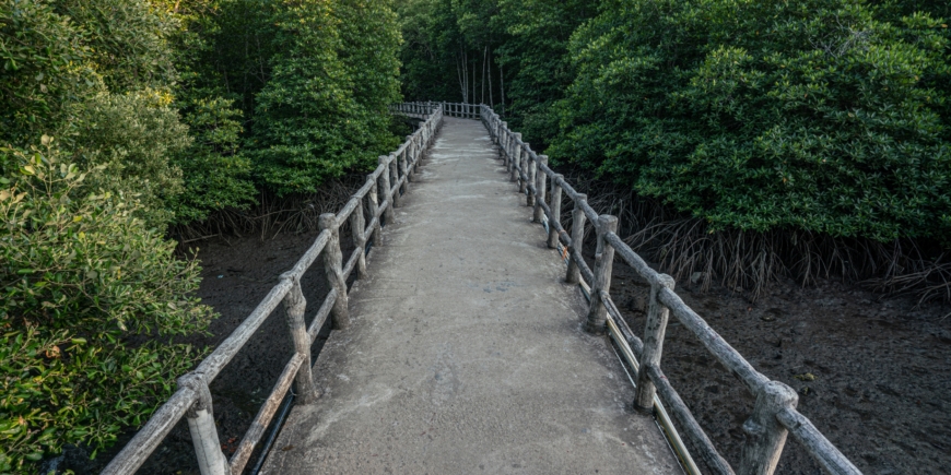 Muddy Mangroves